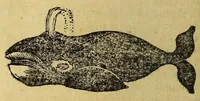 An illustration from Viaggio di Spizberga o' Gronlanda fatto da Federico Martens amburghese l'anno 1671. : Que si descriuono que' remotissimi paesi del settentrione sotto gli 81. gradi, ne' quali soggiorna il sole per lo spazio di tre mesi intieri. Con vna copiosa relazione di quell' aggiacciato clima, e de gli vccelli, quadrupedi, pesci, e piante rare, che vi nascono, colla descrizione delle balene, e lor pesca. (1680)