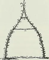 An illustration from Victorian gardens: The art of beautifying suburban home grounds (1870)