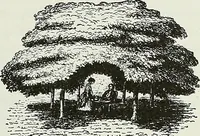 An illustration from Victorian gardens: The art of beautifying suburban home grounds (1870)