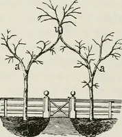 An illustration from Victorian gardens: The art of beautifying suburban home grounds (1870)