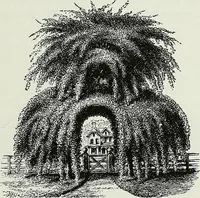 Picture 36 of 84 from Victorian gardens: The art of beautifying suburban home grounds (1870), leaf 128