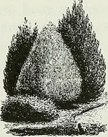 An illustration from Victorian gardens: The art of beautifying suburban home grounds (1870)