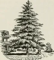 An illustration from Victorian gardens: The art of beautifying suburban home grounds (1870)