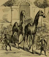 Picture 154 of 455 from Vie d'une parisienne (1855), leaf 232