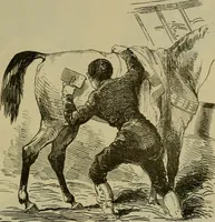 Picture 314 of 455 from Vie d'une parisienne (1855), leaf 396