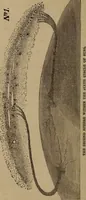 Picture 1 of 6 from Views of our heavenly home : a sequel to a Stellar key to the summer-land (1878), leaf 69