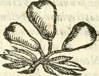 An illustration from Vindex Neapolitanae nobilitatis Caroli Borrelli cleric. regul. minor., animaduersio in Francisci Aelii Marchesii librum De Neapolitanis familiis (1653)