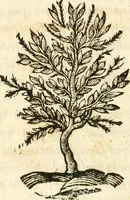 An illustration from Vindex Neapolitanae nobilitatis Caroli Borrelli cleric. regul. minor., animaduersio in Francisci Aelii Marchesii librum De Neapolitanis familiis (1653)