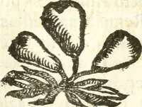 An illustration from Vindex Neapolitanae nobilitatis Caroli Borrelli cleric. regul. minor., animaduersio in Francisci Aelii Marchesii librum De Neapolitanis familiis (1653)