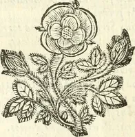 An illustration from Vindex Neapolitanae nobilitatis Caroli Borrelli cleric. regul. minor., animaduersio in Francisci Aelii Marchesii librum De Neapolitanis familiis (1653)