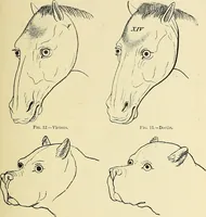 An illustration from A vindication of phrenology (1894)