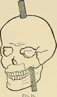 An illustration from A vindication of phrenology (1894)