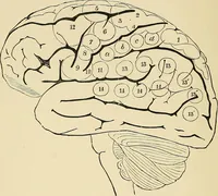 An illustration from A vindication of phrenology (1894)