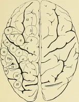 An illustration from A vindication of phrenology (1894)