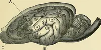 An illustration from A vindication of phrenology (1894)