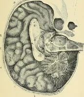 An illustration from A vindication of phrenology (1894)