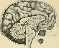 An illustration from A vindication of phrenology (1894)