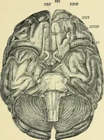 An illustration from A vindication of phrenology (1894)