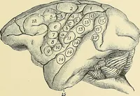 An illustration from A vindication of phrenology (1894)