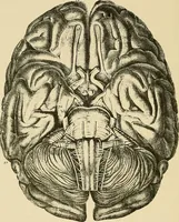 An illustration from A vindication of phrenology (1894)