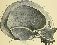 An illustration from A vindication of phrenology (1894)