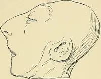 An illustration from A vindication of phrenology (1894)