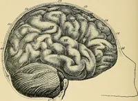 An illustration from A vindication of phrenology (1894)