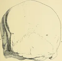 An illustration from A vindication of phrenology (1894)