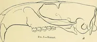 An illustration from A vindication of phrenology (1894)
