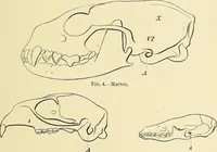 An illustration from A vindication of phrenology (1894)