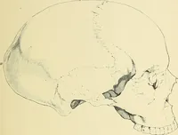 An illustration from A vindication of phrenology (1894)