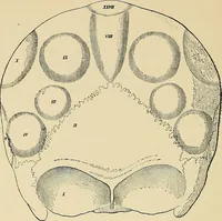 An illustration from A vindication of phrenology (1894)