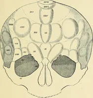 An illustration from A vindication of phrenology (1894)