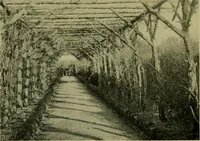 An illustration from Vines and how to grow them; a manual of climbing plants for flower, foliage and fruit effects, both ornamental and useful, including those shrubs and similar forms that may be used as vines (1911)