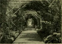 An illustration from Vines and how to grow them; a manual of climbing plants for flower, foliage and fruit effects, both ornamental and useful, including those shrubs and similar forms that may be used as vines (1911)