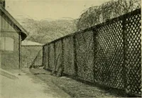 An illustration from Vines and how to grow them; a manual of climbing plants for flower, foliage and fruit effects, both ornamental and useful, including those shrubs and similar forms that may be used as vines (1911)