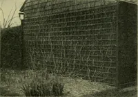 Picture 18 of 49 from Vines and how to grow them; a manual of climbing plants for flower, foliage and fruit effects, both ornamental and useful, including those shrubs and similar forms that may be used as vines (1911), leaf 136