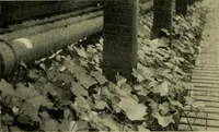 Picture 23 of 49 from Vines and how to grow them; a manual of climbing plants for flower, foliage and fruit effects, both ornamental and useful, including those shrubs and similar forms that may be used as vines (1911), leaf 155