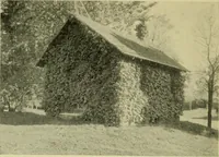 An illustration from Vines and how to grow them; a manual of climbing plants for flower, foliage and fruit effects, both ornamental and useful, including those shrubs and similar forms that may be used as vines (1911)