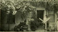 An illustration from Vines and how to grow them; a manual of climbing plants for flower, foliage and fruit effects, both ornamental and useful, including those shrubs and similar forms that may be used as vines (1911)