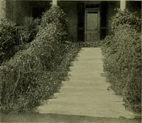 An illustration from Vines and how to grow them; a manual of climbing plants for flower, foliage and fruit effects, both ornamental and useful, including those shrubs and similar forms that may be used as vines (1911)