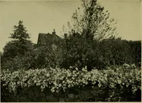 Picture 36 of 49 from Vines and how to grow them; a manual of climbing plants for flower, foliage and fruit effects, both ornamental and useful, including those shrubs and similar forms that may be used as vines (1911), leaf 227