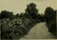 An illustration from Vines and how to grow them; a manual of climbing plants for flower, foliage and fruit effects, both ornamental and useful, including those shrubs and similar forms that may be used as vines (1911)