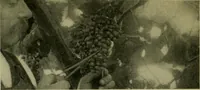 Picture 39 of 49 from Vines and how to grow them; a manual of climbing plants for flower, foliage and fruit effects, both ornamental and useful, including those shrubs and similar forms that may be used as vines (1911), leaf 245