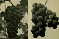 An illustration from Vines and how to grow them; a manual of climbing plants for flower, foliage and fruit effects, both ornamental and useful, including those shrubs and similar forms that may be used as vines (1911)