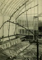 An illustration from Vines and how to grow them; a manual of climbing plants for flower, foliage and fruit effects, both ornamental and useful, including those shrubs and similar forms that may be used as vines (1911)