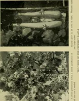 Picture 44 of 49 from Vines and how to grow them; a manual of climbing plants for flower, foliage and fruit effects, both ornamental and useful, including those shrubs and similar forms that may be used as vines (1911), leaf 280