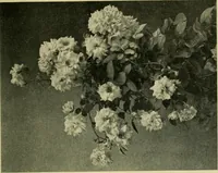 An illustration from Vines and how to grow them; a manual of climbing plants for flower, foliage and fruit effects, both ornamental and useful, including those shrubs and similar forms that may be used as vines (1911)