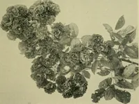 An illustration from Vines and how to grow them; a manual of climbing plants for flower, foliage and fruit effects, both ornamental and useful, including those shrubs and similar forms that may be used as vines (1911)