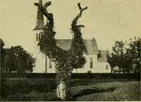 Picture 48 of 49 from Vines and how to grow them; a manual of climbing plants for flower, foliage and fruit effects, both ornamental and useful, including those shrubs and similar forms that may be used as vines (1911), leaf 299